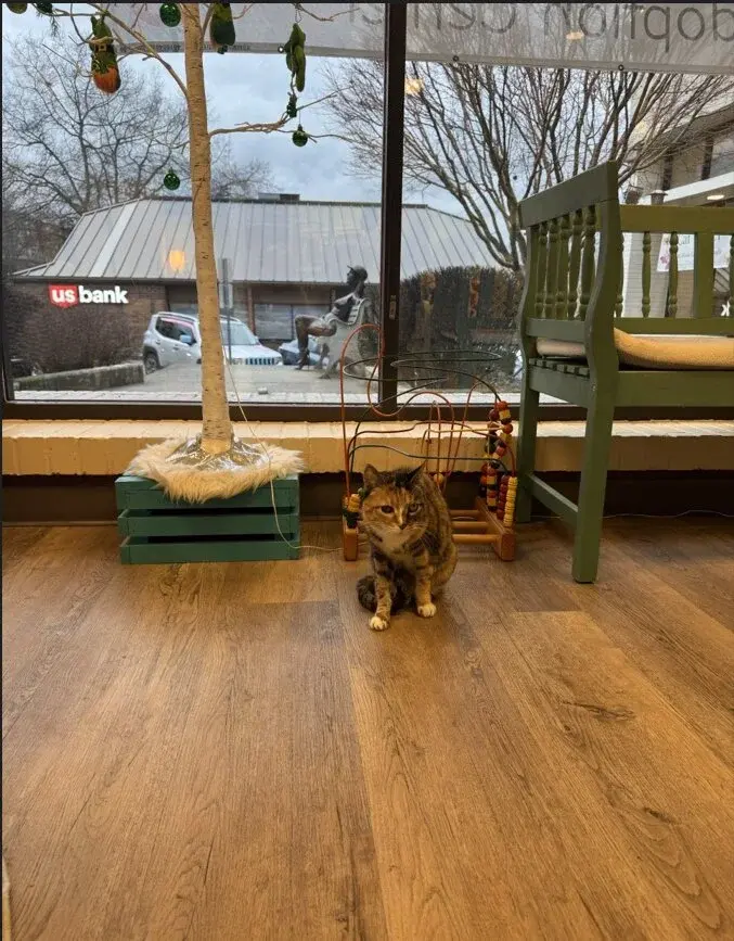 Cats relaxing in the cat lounge