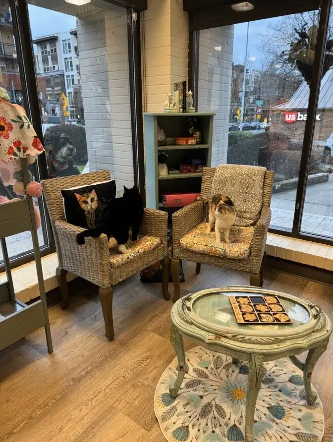 Adoptable cat exploring the lounge