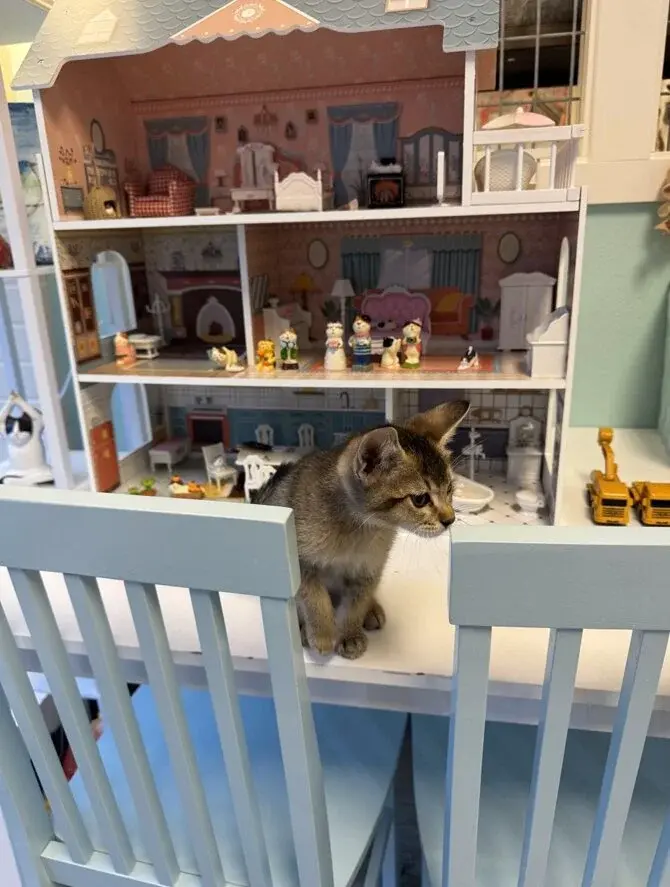 Comfortable seating area in the cat lounge