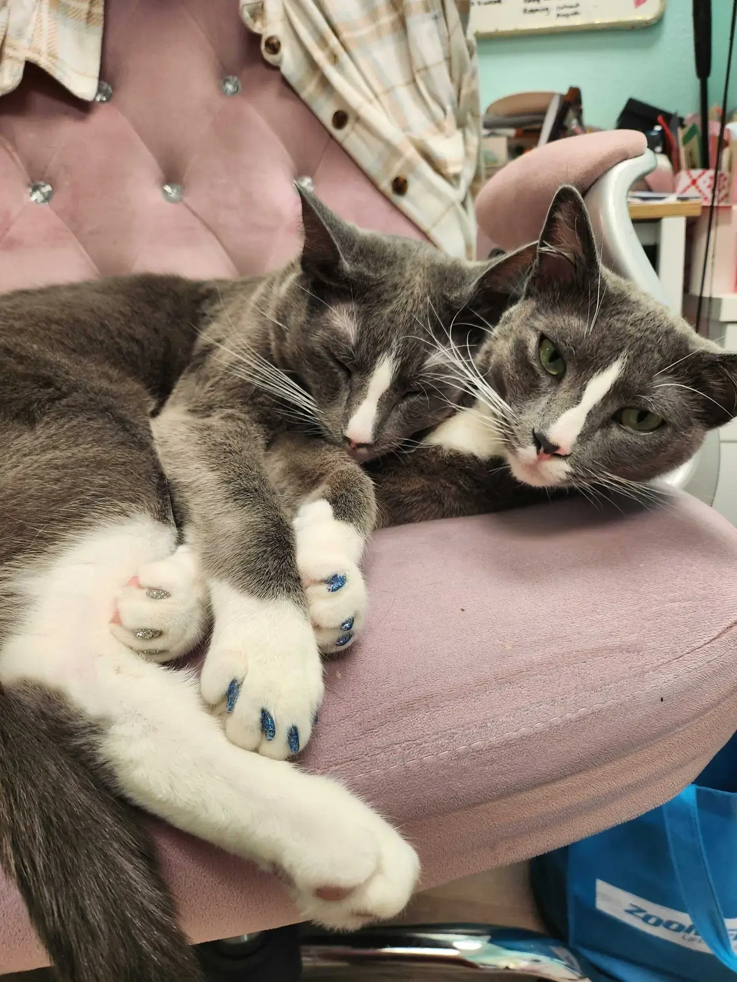 Bladder Issues in Cats