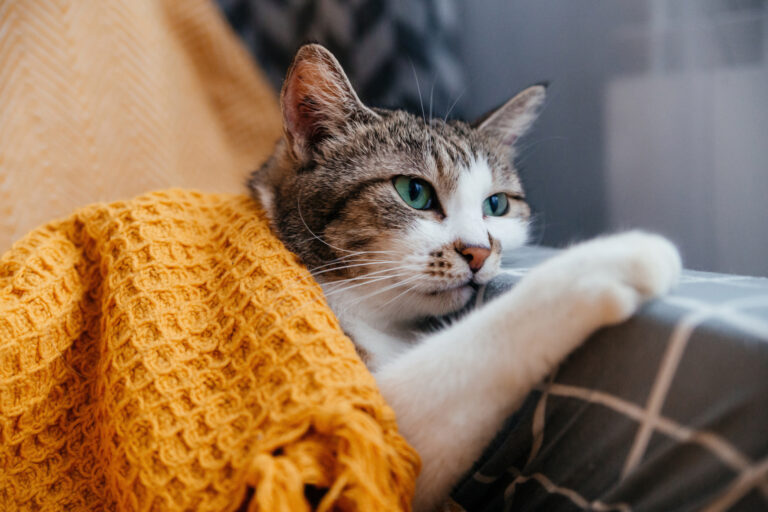 Cute gray cat lies on a armchair in an orange blanket. Close-up