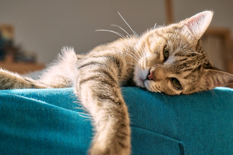 Cute tabby cat sleeping on blue sofa with yellow pillow . Funny home pet. Concept of relaxing and cozy wellbeing. Sweet dream.