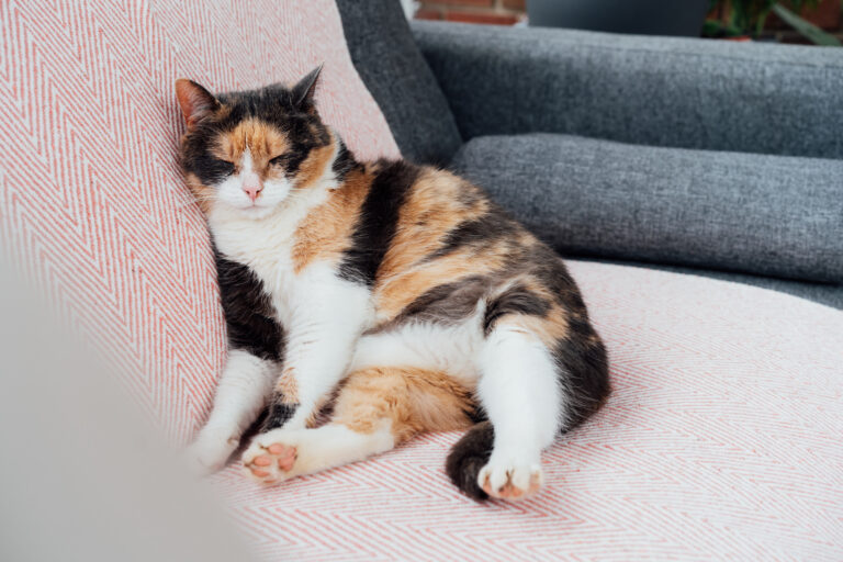 Lazy multicolored cat sitting like human and sleeping with its body squashed as she is fully relaxed on couch. Pleased, well-fed senior cat. Funny fluffy cat in cozy home atmosphere. Selective focus.