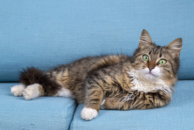 Longhaired tabby Norwegian forest cat.