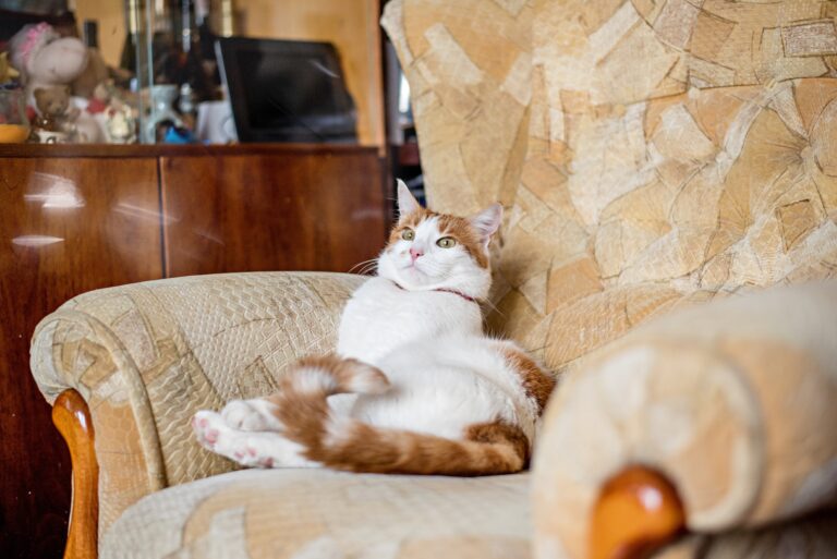 white-red-domestic-cat-resting-in-beige-armchair-2023-11-27-05-35-30-utc