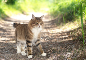 Kurilian Bobtail in front of nature background