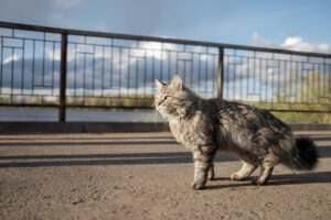 A fluffy gray cat walks along the embankment. The cat is basking in the sun on a summer day