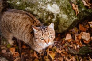 A Siberian tabby cat exploring the dark autumn forest. fairytale character of fall forest