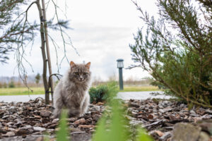 a-street-cat-sits-on-the-ground-homeless-abandone-2023-11-27-05-23-34-utc