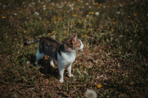 A beautiful cat standing on a meadow