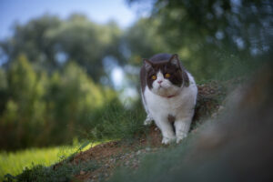 A British shorthair cat strolling down a grassy hill in a lush wooded forest, taking in the sights