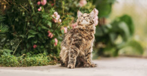 Playful Funny Curious Cute Maine Coon Cat With Red Cream Tabby Fur Color Looking Up On Flower Background. Coon Cat, Maine Cat, Maine Shag. Pets On Walk. Amazing Pets Pet.